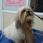 Shih-tzu Grooming