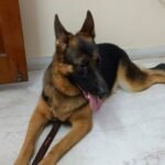 German Shepherd Grooming